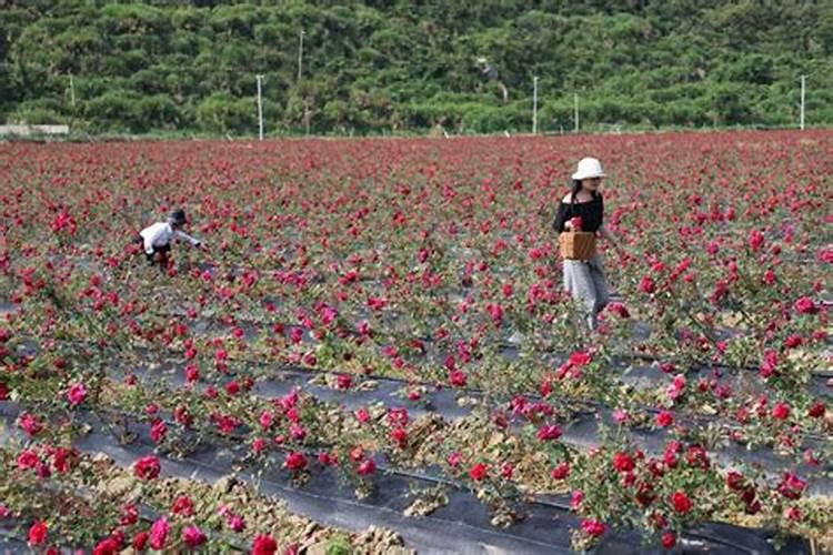 月季花可以用磷酸二氢钾肥吗(盆栽月季施什么肥最好)