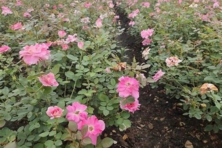 月季花这样施肥,开得更艳