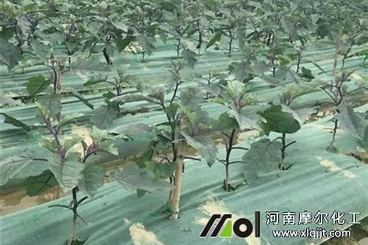 叶面喷施硼肥的最佳时间