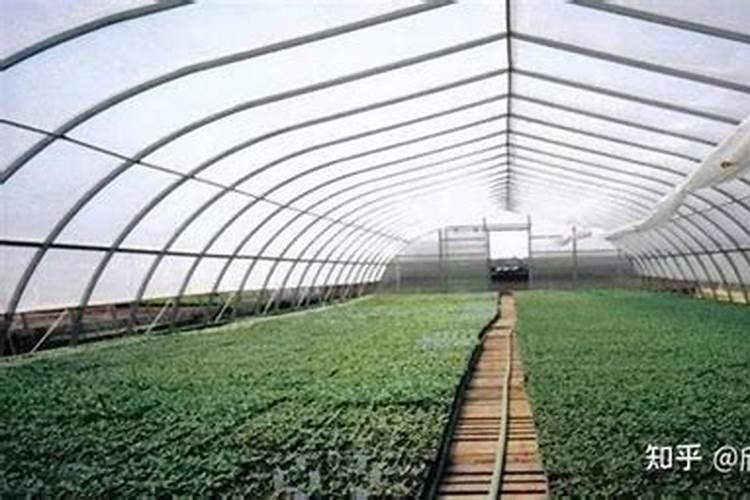 叶面喷施硼肥的最佳时间硼肥应该怎么用