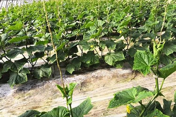 种大豆用什么肥料最好