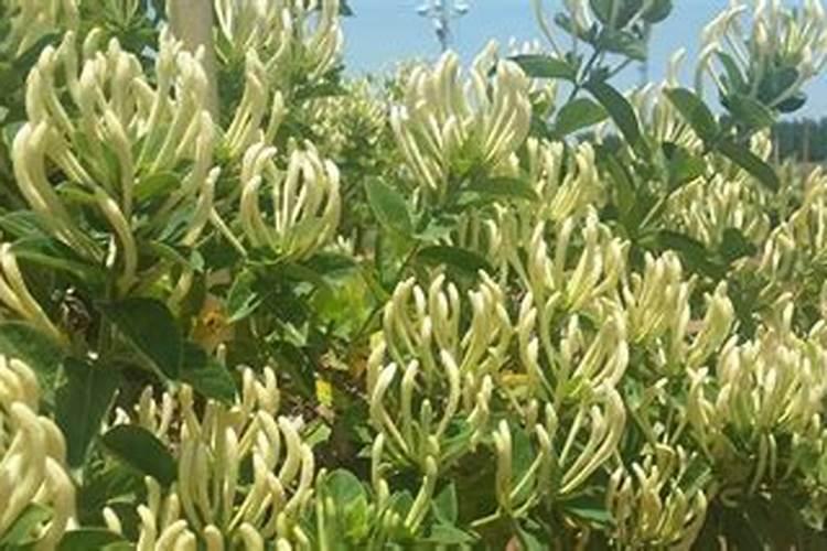 金银花施什么肥最好