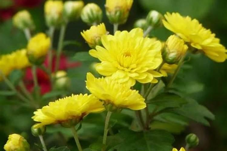 蕃茄低温高湿病,怎么预防？