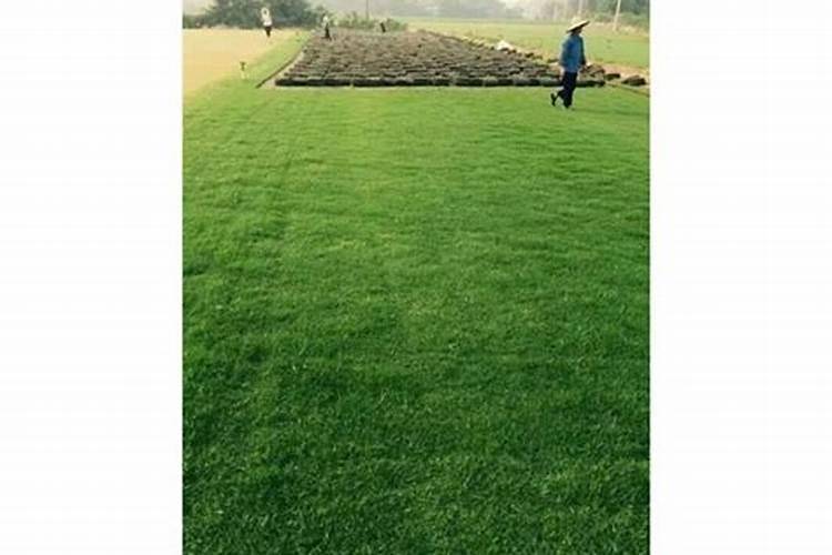 草坪专用肥哪种好？