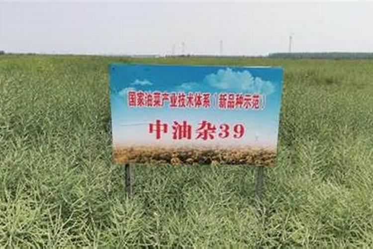 油菜施什么肥料最好