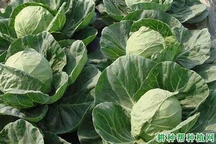 紫甘蓝如何种植？紫甘蓝种植五项技巧,学会不愁做沙拉不好吃不好看百度...