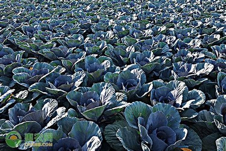 紫甘蓝紫甘蓝的养殖方法/紫甘蓝的养护知识