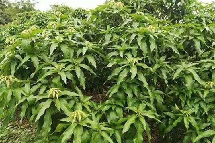 芒果树控梢用什么药好控,跪求解答个位大神