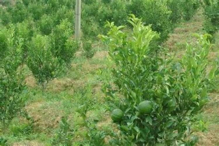 柑橘结果期用什么肥料产量高？柑橘挂果期用什么冲施肥好？