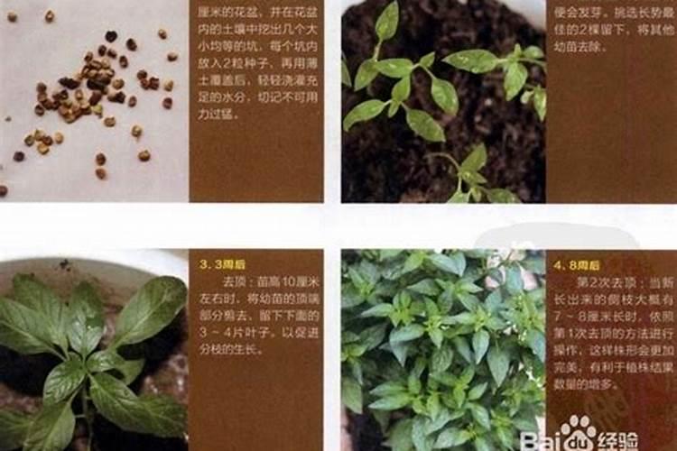 家里的映山红施了有机肥看着叶子发黄掉叶怎么办？