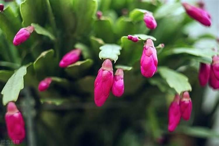 蟹爪兰现蕾后如何养护