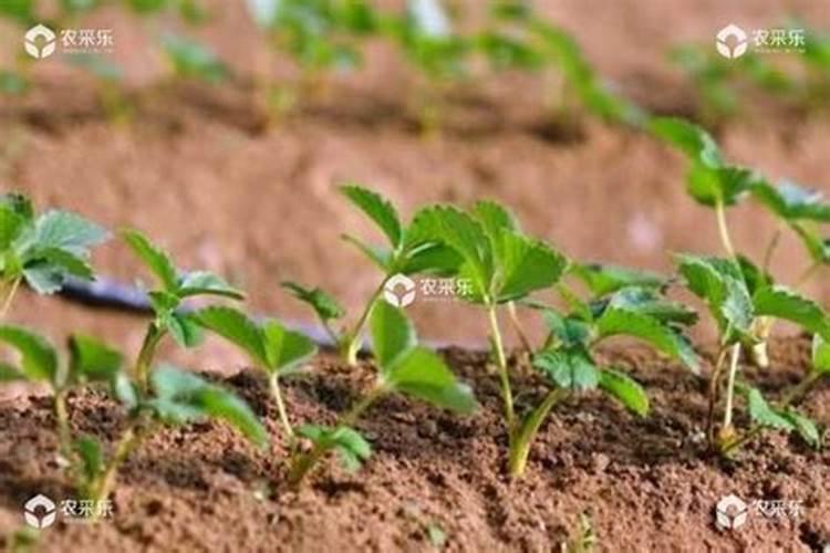 草莓种下多久才能施肥