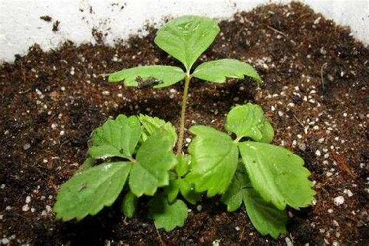 种下的草莓多久施肥