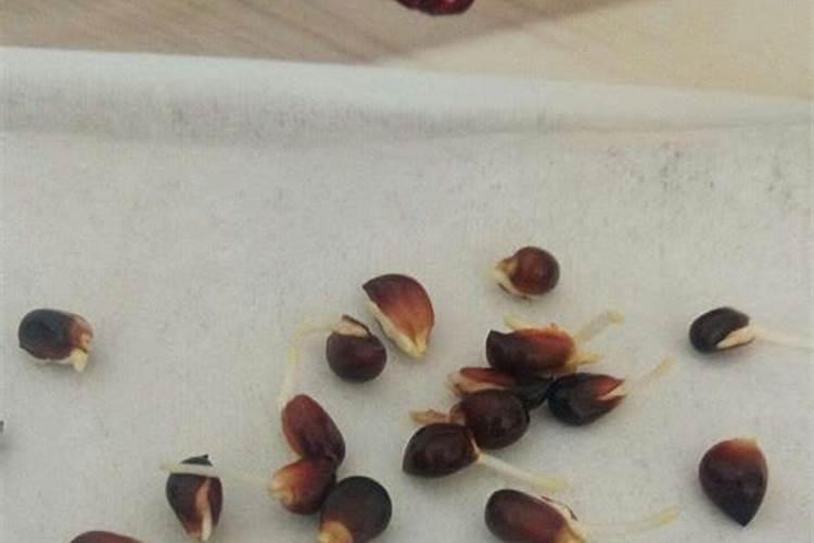 草莓种子的种植方法 栽种注意事项