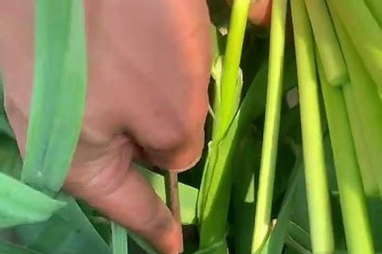 大蒜催苔肥用什么肥好