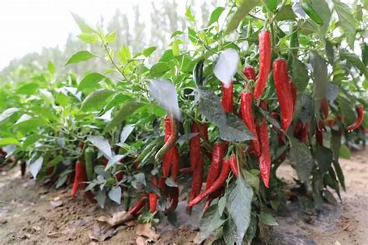 辣椒转色期要注意什么
