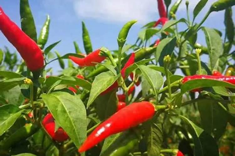 辣椒开花结果后施什么肥