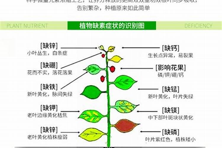 植物生长调节剂是肥料还是农药
