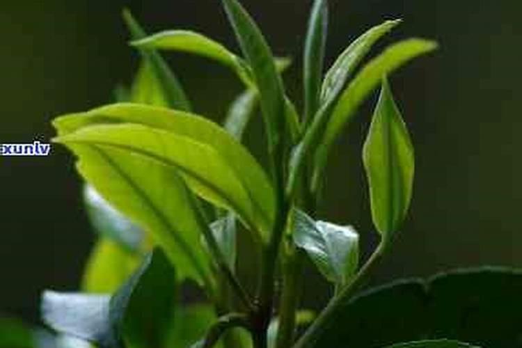 复合肥能做茶叶叶面肥吗