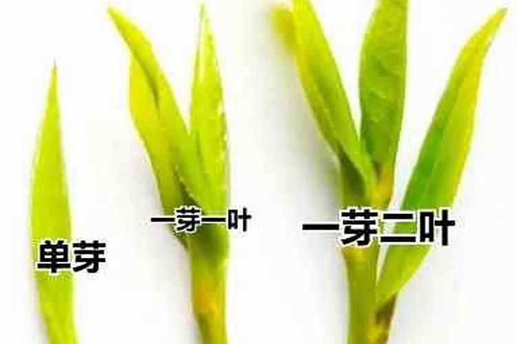 复合肥能做茶叶叶面肥吗