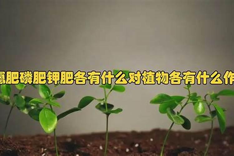 硝酸磷肥如何使用？硝酸磷肥的作用