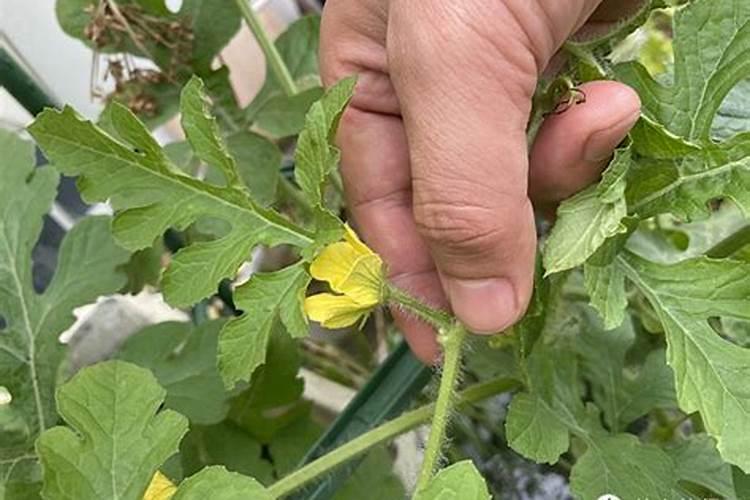 百合施肥方法,用什么肥好