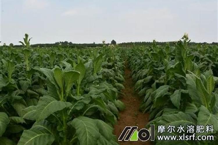 钾肥对烤烟的生长起到什么作用,如何提高钾含量？