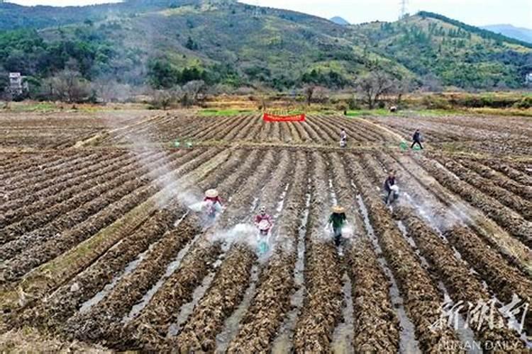 水溶肥最好的三个牌子