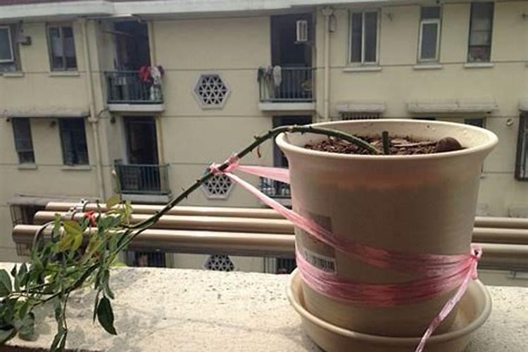 月季如何压枝促笋爆笋