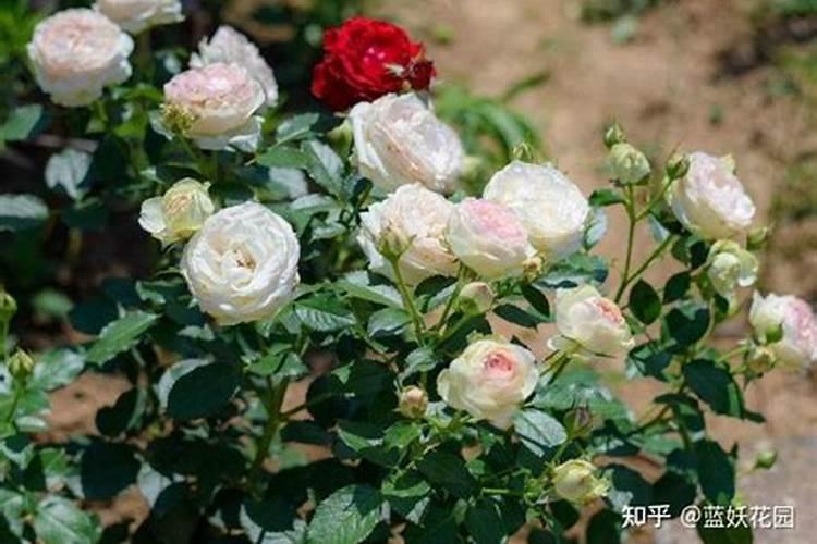 灌木月季可以横拉吗