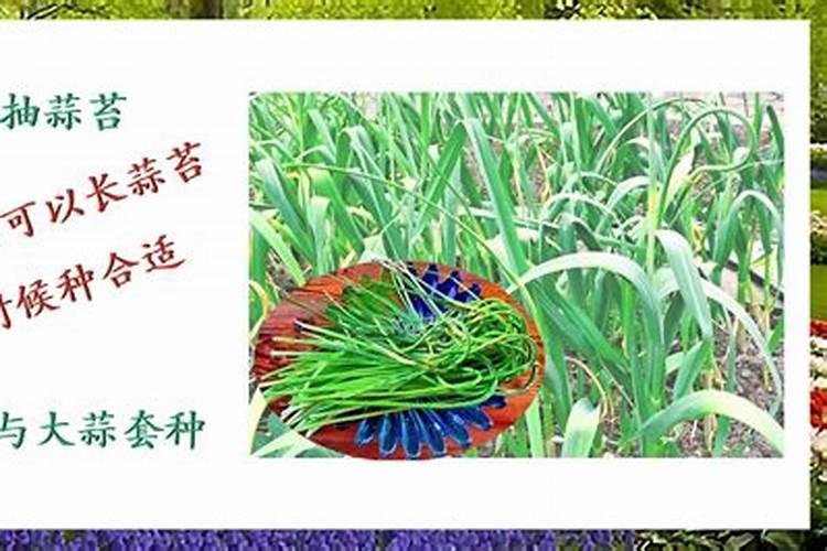 大蒜长蒜苔时浇水好吗