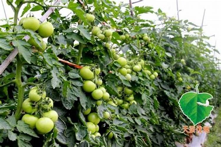 圣女果叶片打蔫咋回事？