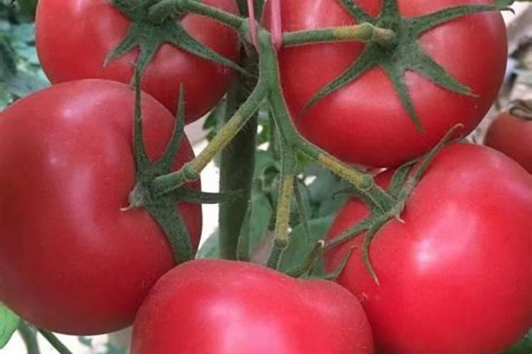 番茄卷叶病是番茄种植过程中一种常见的病害,该怎么避免？