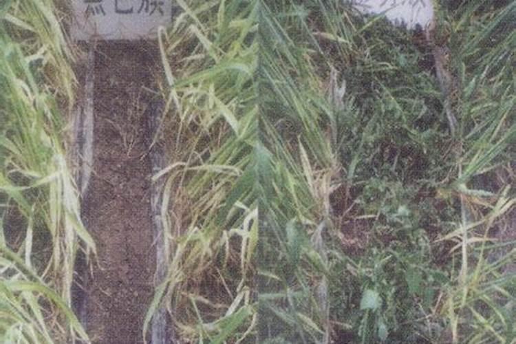 如何让杂草快速腐烂成有机肥