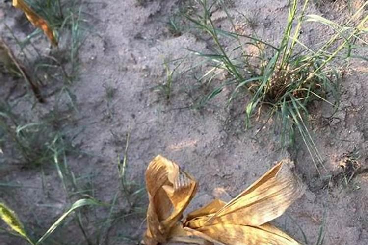 如何让杂草快速腐烂成有机肥