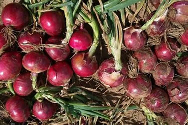 韭菜冲施磷钾肥需要冲多少？