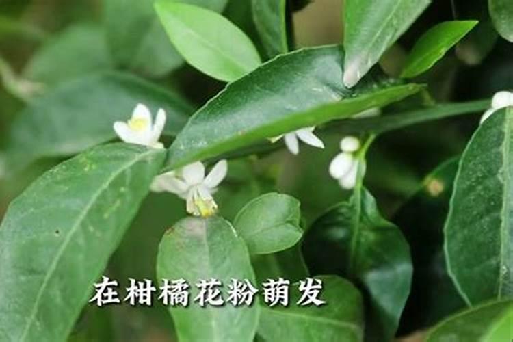 硼肥在柑橘树上的最佳使用时期