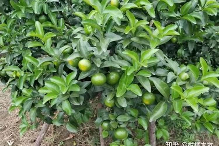柑橘11月份可以施肥吗