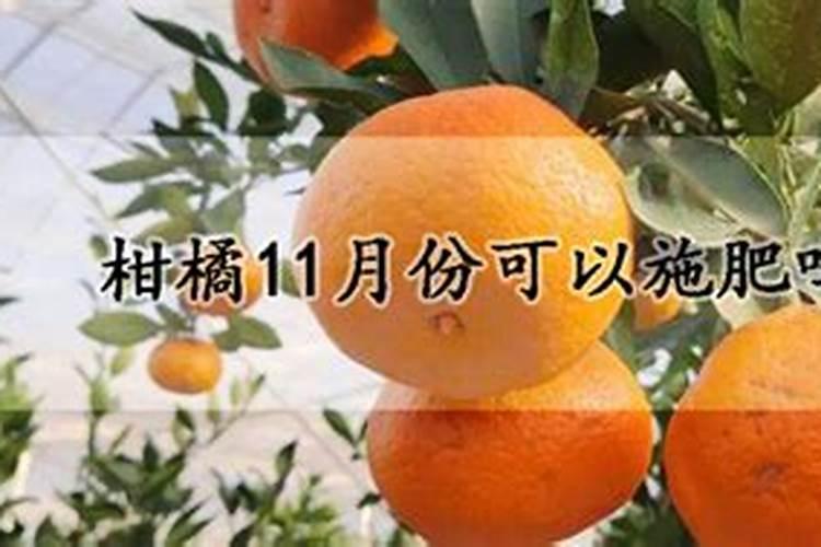 柑橘11月份可以施肥吗