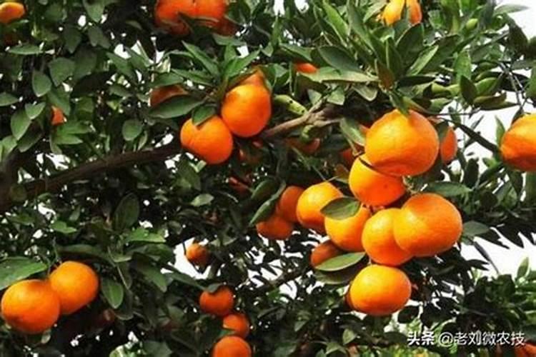 柑橘11月份可以施肥吗 柑橘11月份能施肥吗
