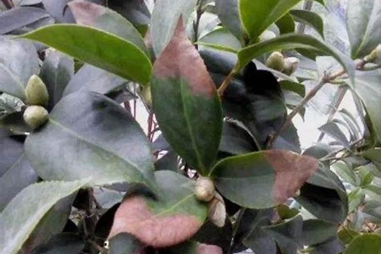 茶花叶发黄了怎么办