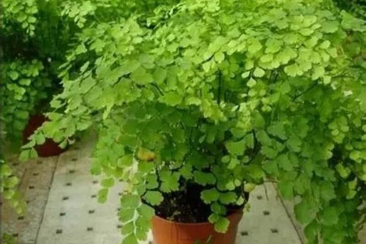 铁线蕨的养殖方法