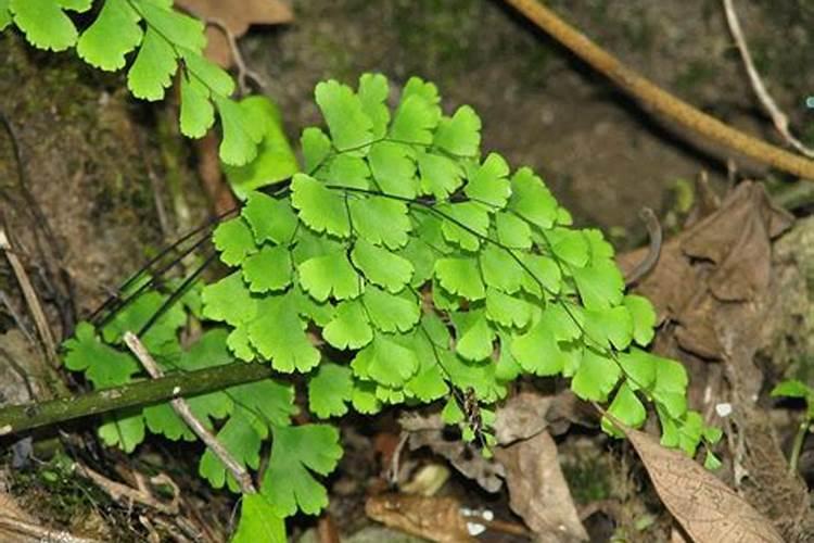 铁线蕨的养殖方法