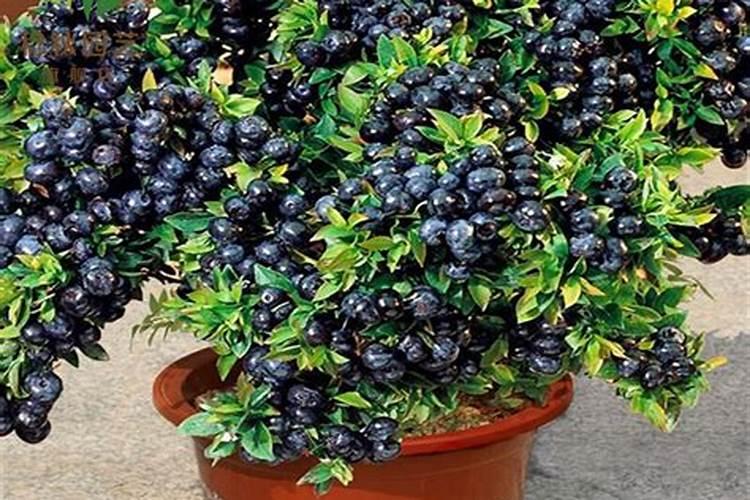 用矿源黄腐酸钾浇蓝莓可以吗