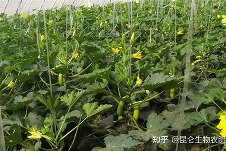 冬季大棚西葫芦座果叶面喷施好还是抹瓜好