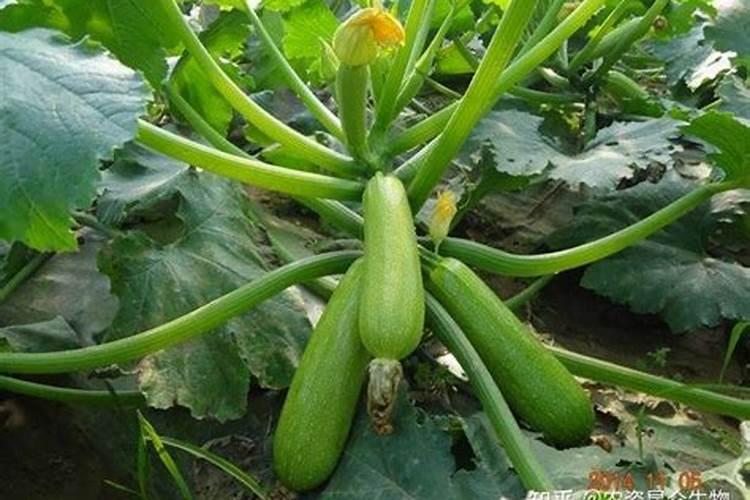 西葫芦施什么肥能高产