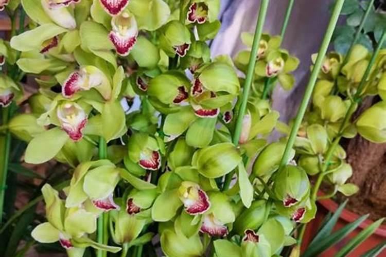 兰花喜欢什么肥料