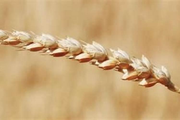 山东冬小麦是用硫酸钾还是用琭化钾