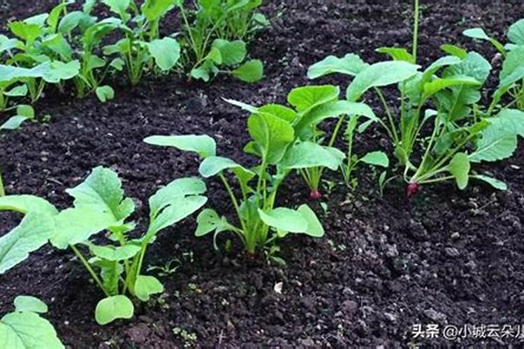 刚种的萝卜白菜青菜两个加能不能打农药？