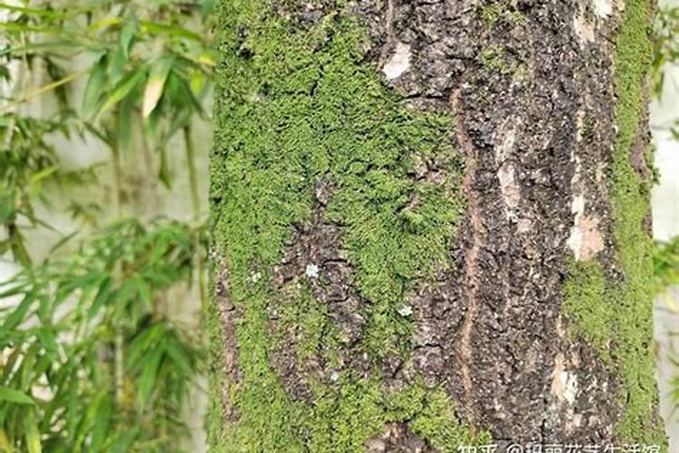磷肥可以杀青苔吗